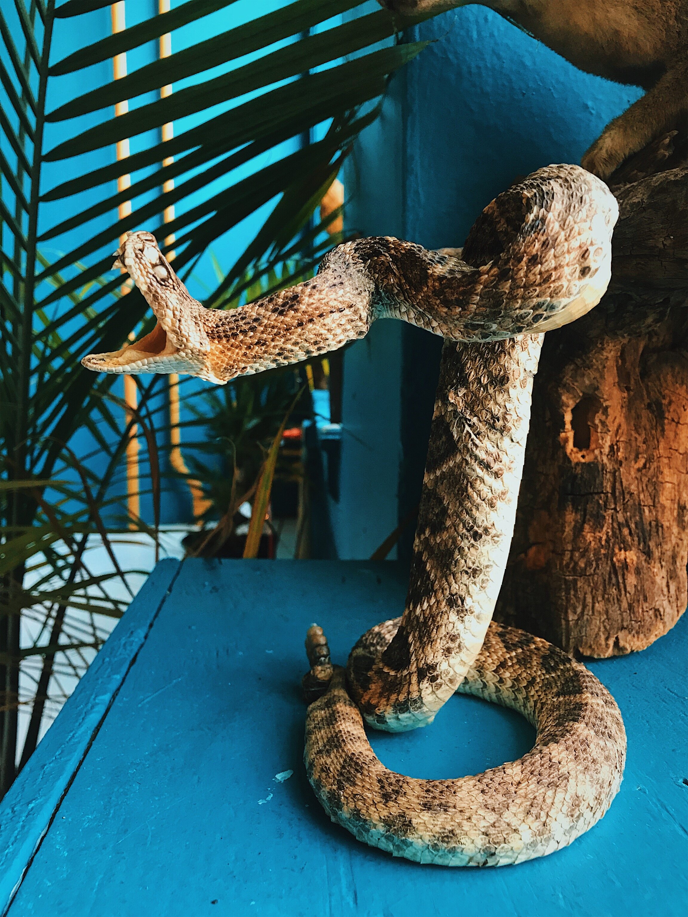 rattlesnake.jpg